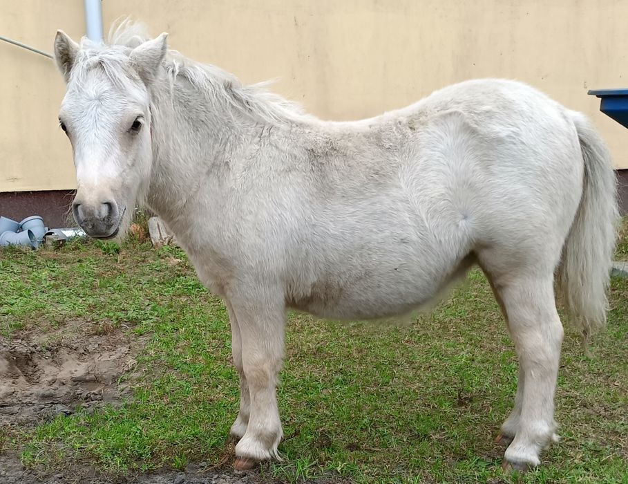 Konie ,kucyki,kucyk,kuc