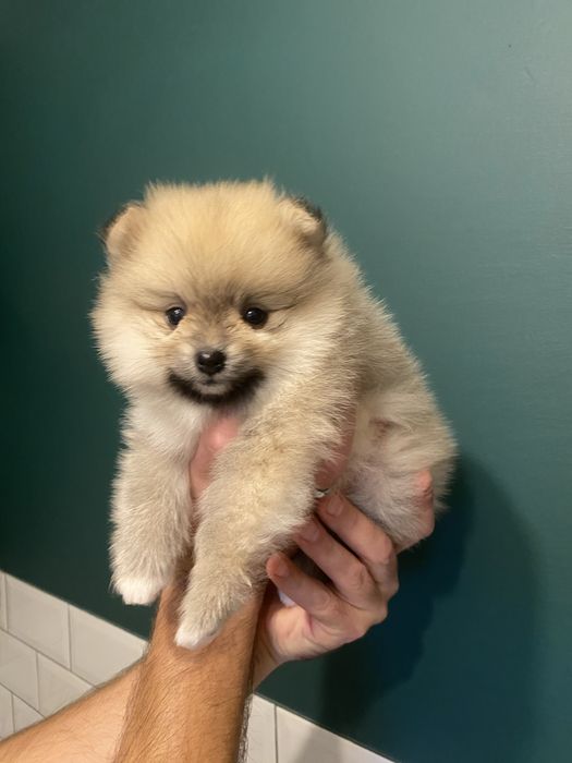 Szpic miniaturowy pomeranian