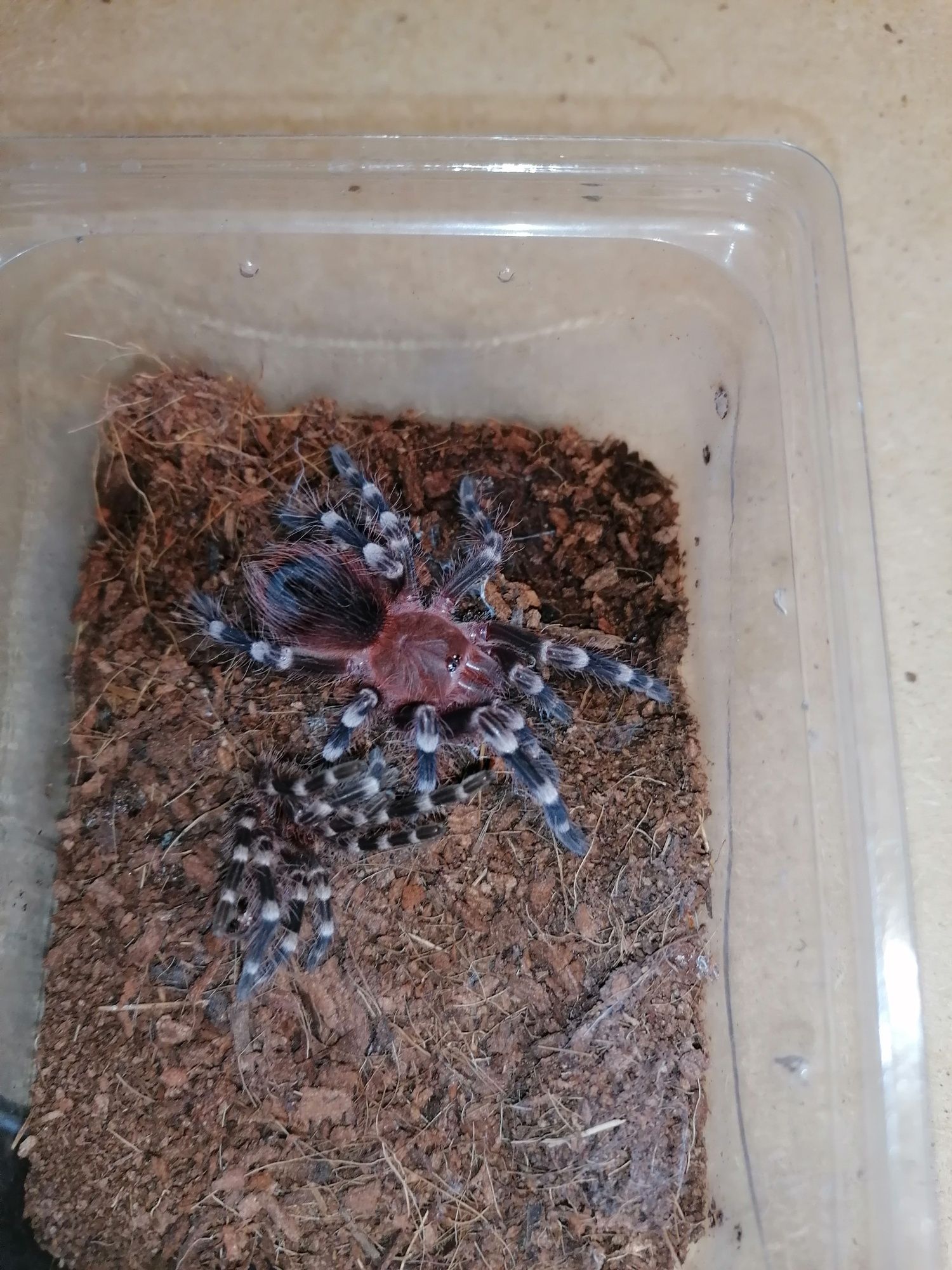 A. Geniculata L5