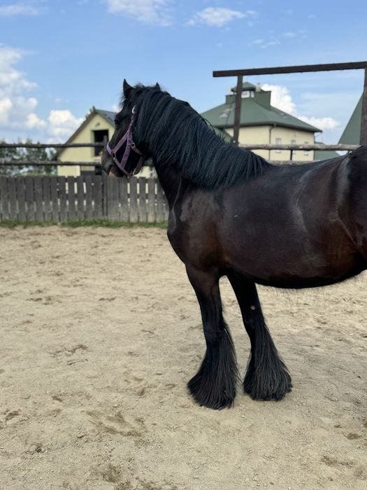 Na sprzedaż - 4-letni wałach rasy Tinker