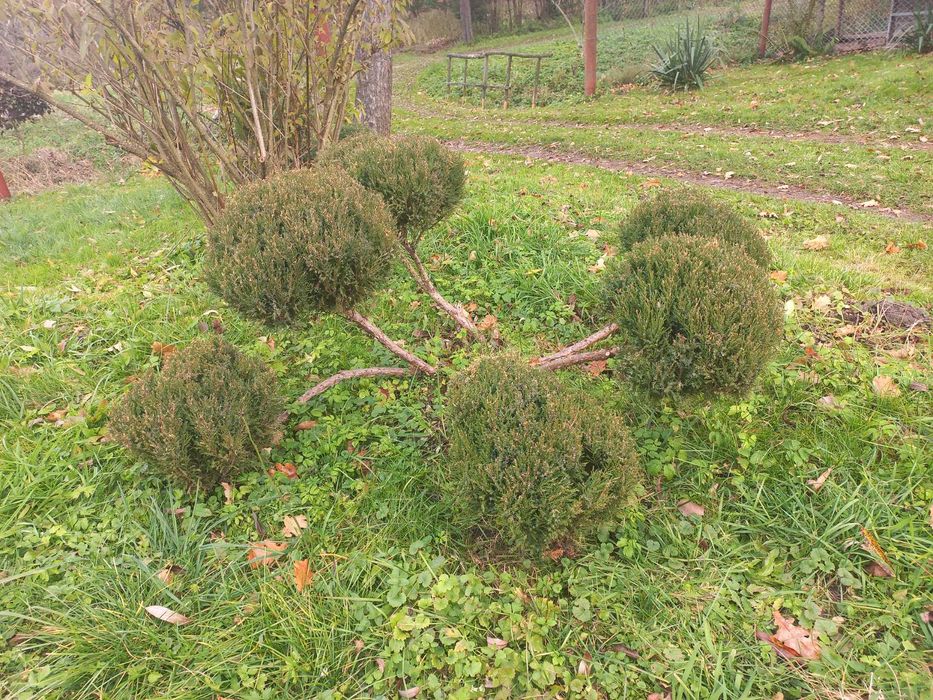 Бонсай, ніваки з ялівця