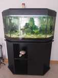 Aquario com peixes e plantas naturais