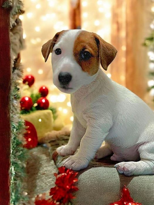 Круті джек- рассел!