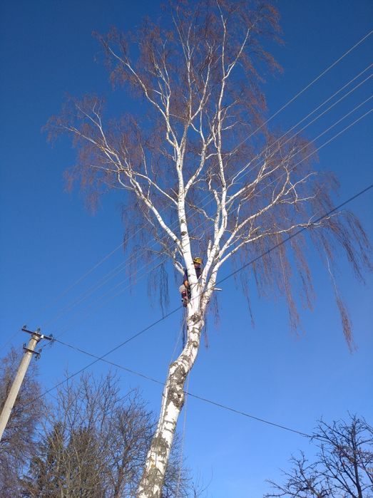 Альпініст.Обрізка, обрізання, валка аварійних дерев