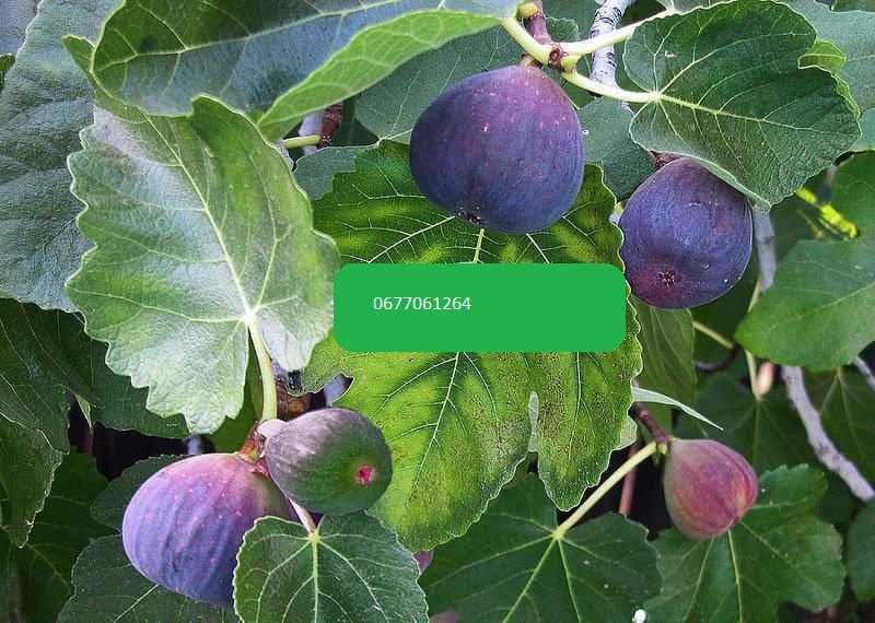 Продам  саженцы , черенки лучших и проверенных сортов инжира.
