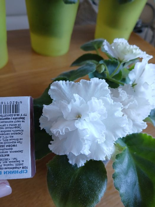 Біла махрова повна фіалка