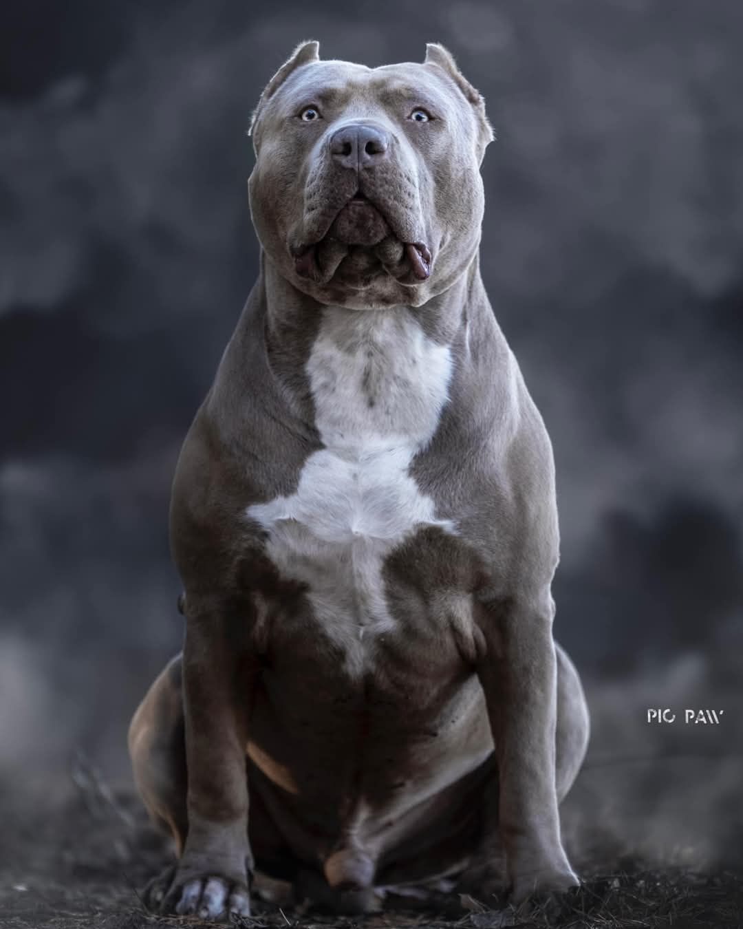 American Bully XL wnuczka Grand Championa Logana!
