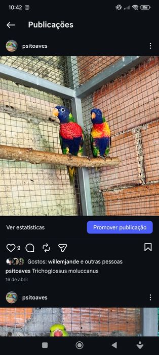 Loris macho com um ano de idade sexado