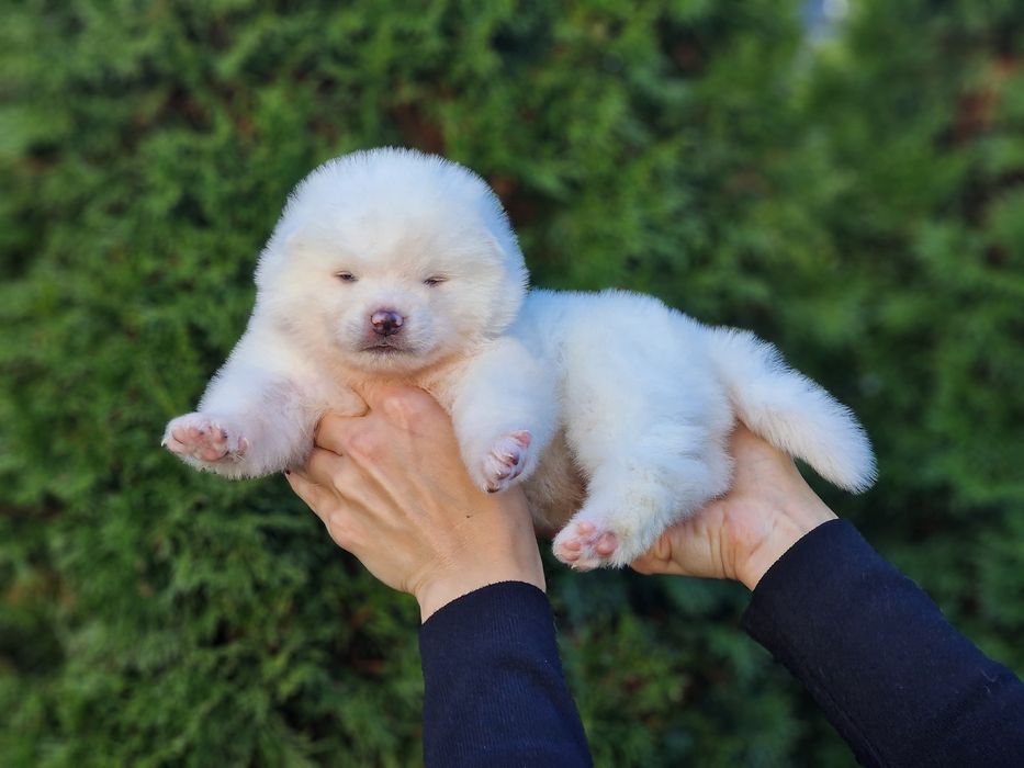 Akita Inu (japońska), ZKwP / FCI & AKIHO - biały piesek