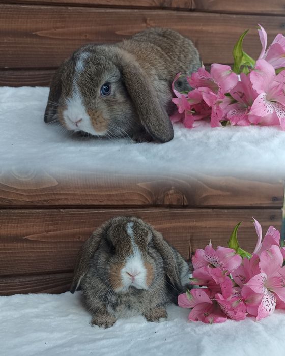 Królik karzełek baranek domowy mini lop