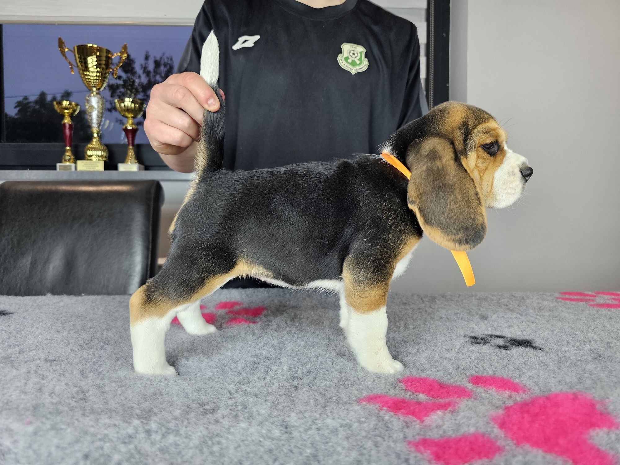 Beagle ZKWP FCI doskonały rodowód szczenię