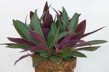 Rhoeo Discolor-Tradescantia Spathacea, традесканція РЕО