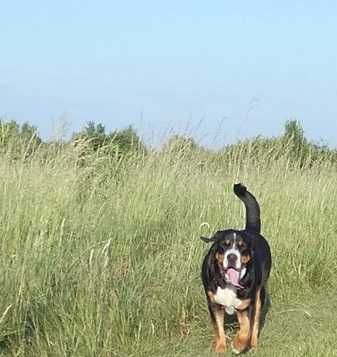 Duży Szwajcarski Pies Pasterski suczka oddam za darmo