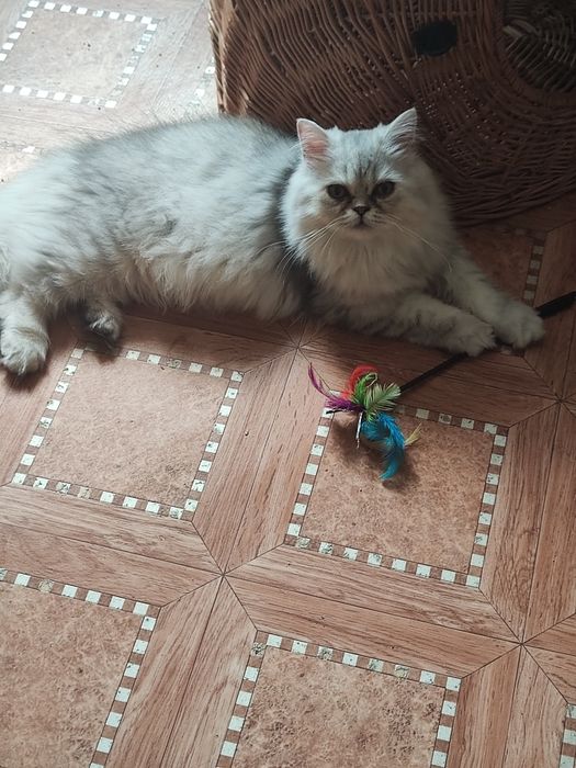 Kocięta perskie perska perski kocurek kotka