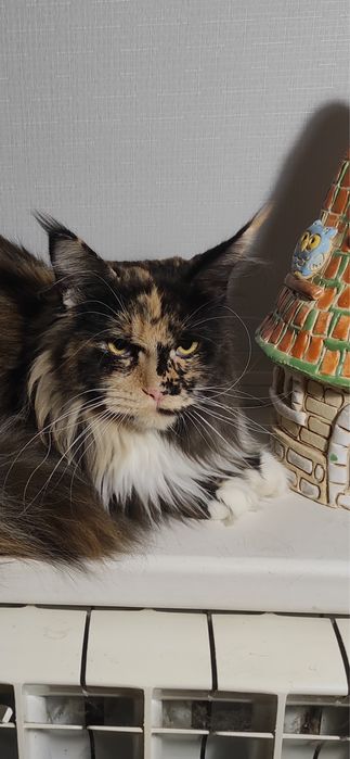 Кошенята мейн кун. Будуть величезні. Maine coon.