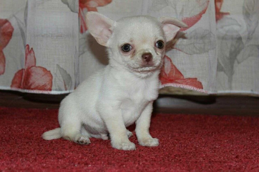 Чіхуахуа хлопчики і дівчата гладкошерстні.