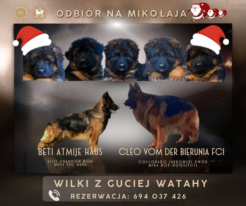 Owczarek niemiecki długowłosy suczka FCI