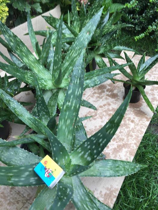 Алое Вера в горщику