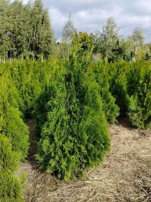 Thuja, tuja szmaragd 130cm