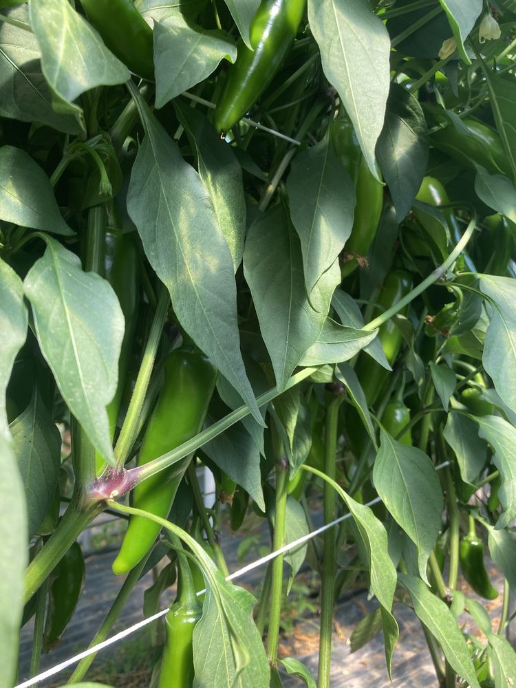 Papryka jalapeno
