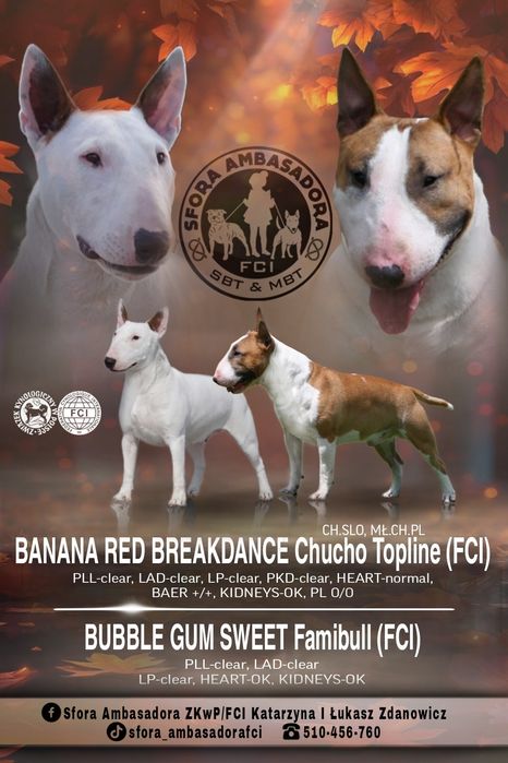 Bulterier miniturowy