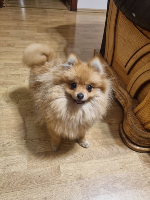 Szpic miniaturowy Pomeranian Suczka,miniaturka orange