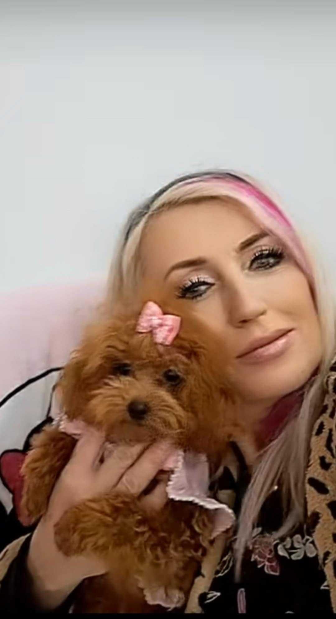 mini suczka pudel toy red  teacup  z rodowodem FCI do odbioru