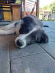 Pies Border Collie