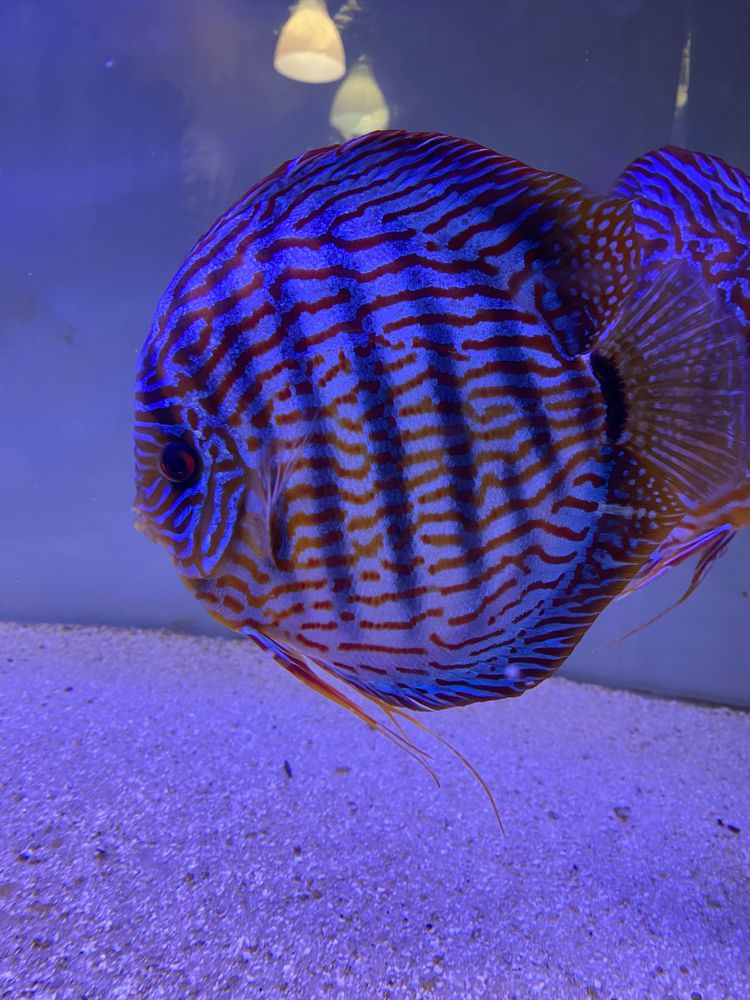 Paletki Red turkus linia Piwowarski dyskowce własna hodowla 7 cm