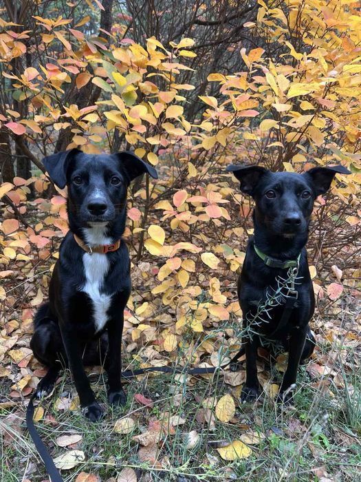 Отдам в любящую семью