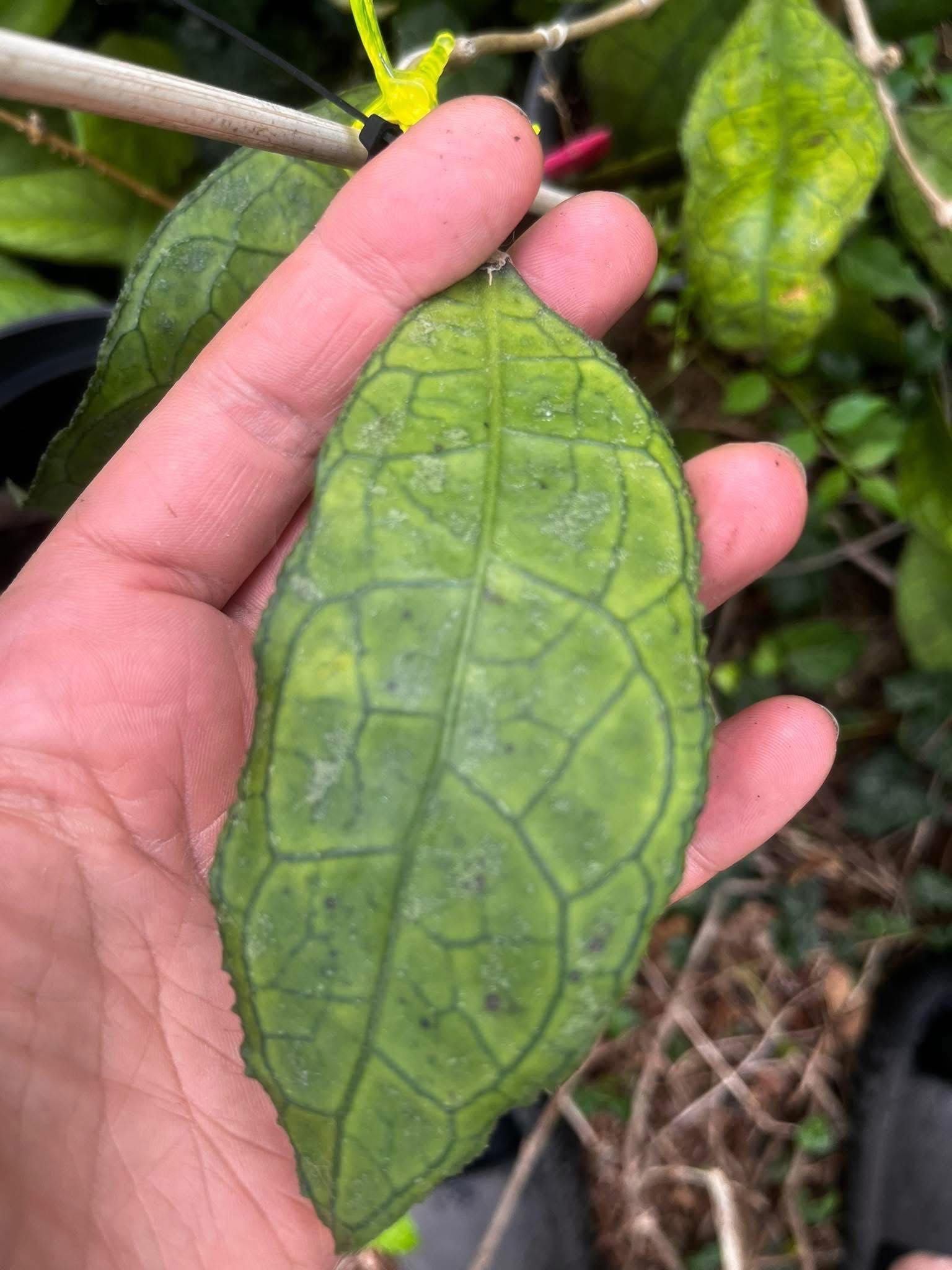Hoya hoja dml 5655, cięty liść