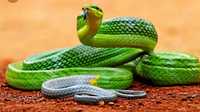 Полоз изумрудный смарагдовый змея не опасная