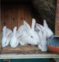 Кроленята віденські білі