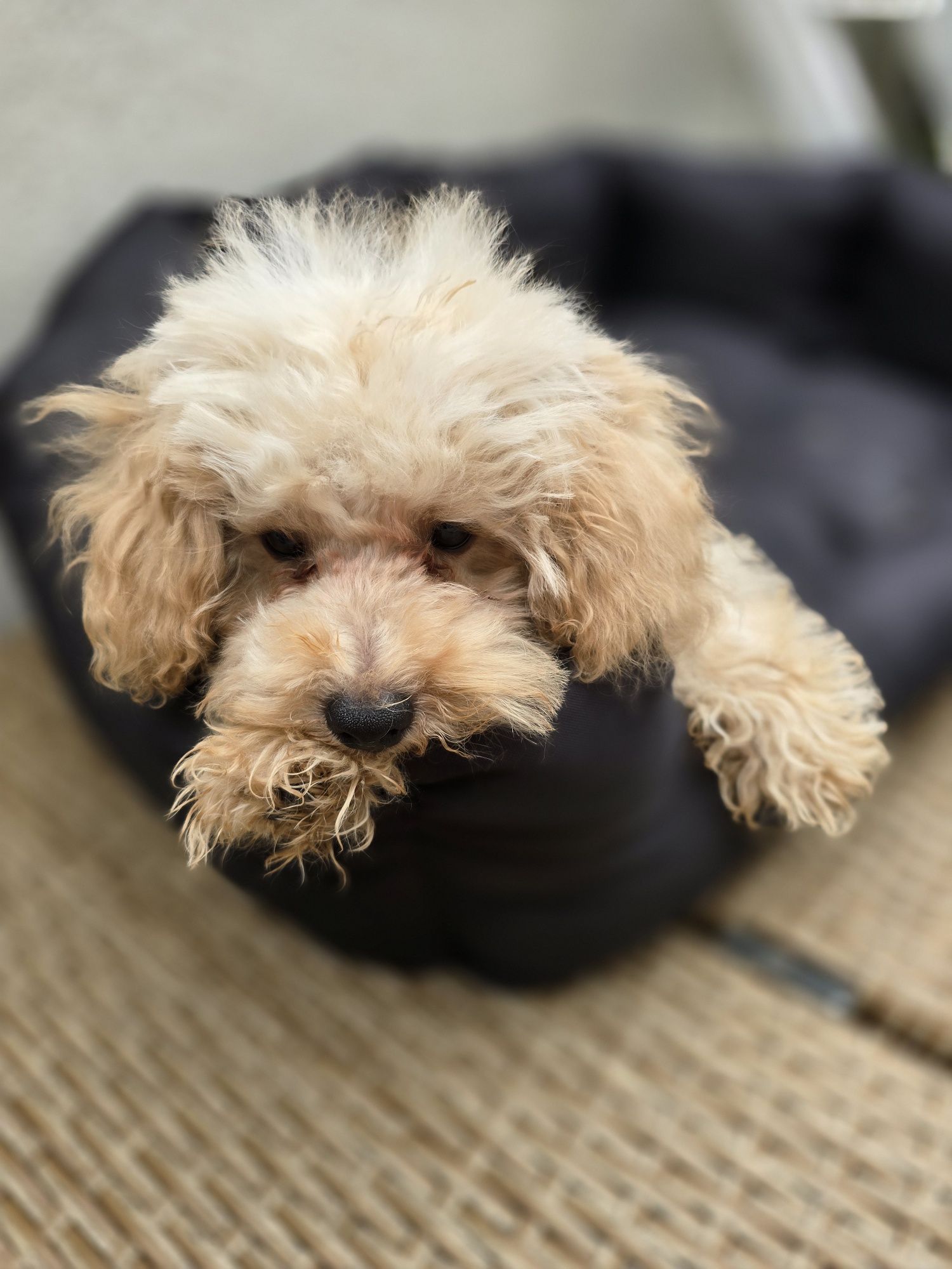 Maltipoo / chłopczyk