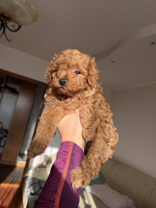 Продам малишей Мальтіпу