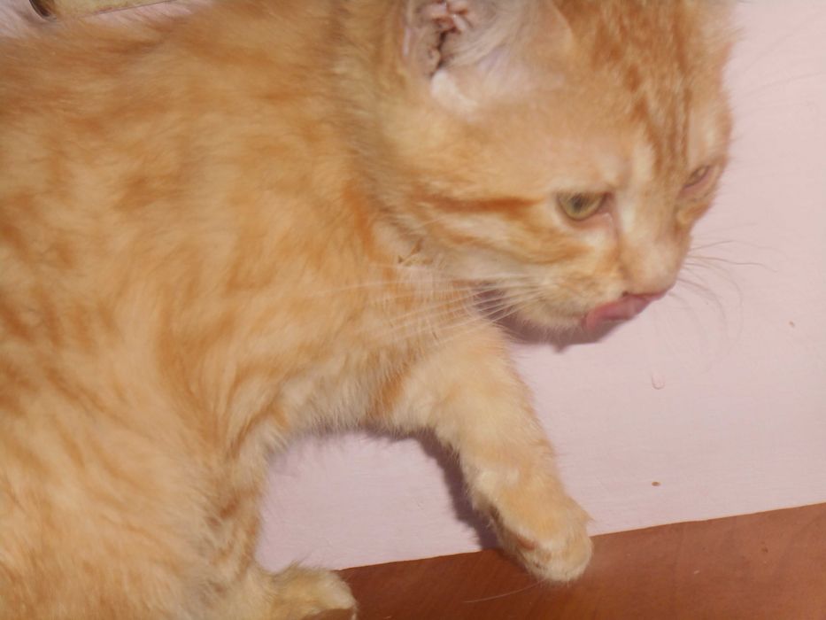 Котики білі та руді за символічною ціною