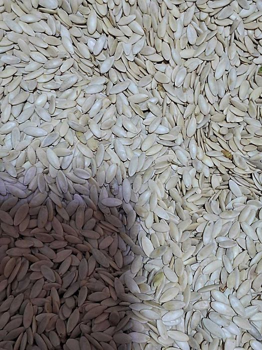 Насіння огірків Фенікс плюс