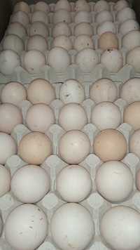 Інкубаційне яйце бройлера Кобб Україна/ Чехія/Угорщина