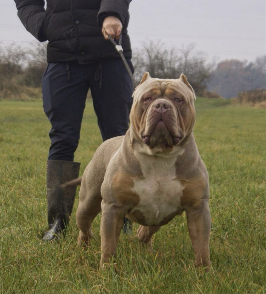 Zapowiedź miotu American Bully XL - samce