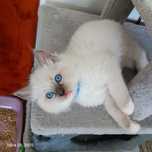 Ragdoll FPL Kot Hodowla TuliszCat Mazowieckie Kujawsko-pomorskie