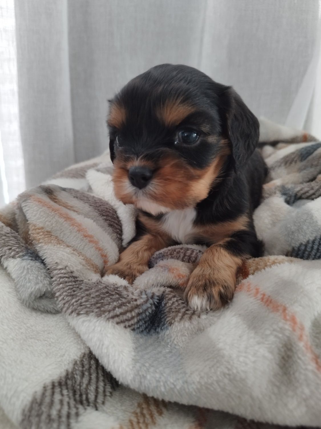 Samiec cavalier king charles spaniel