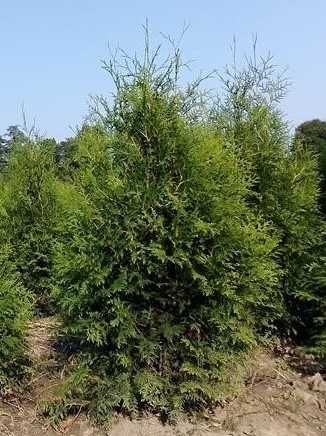 Thuja Brabant! 200,220,240,250 cm! Sadzenie! Tuja! Tuje! Transport!