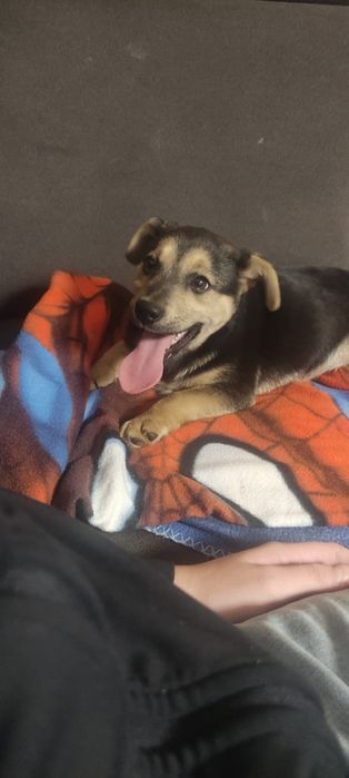 Oddam pieska w dobre ręce