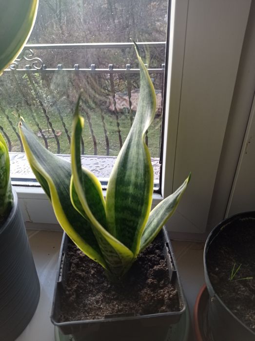 Sansewieria trifasciata doniczka