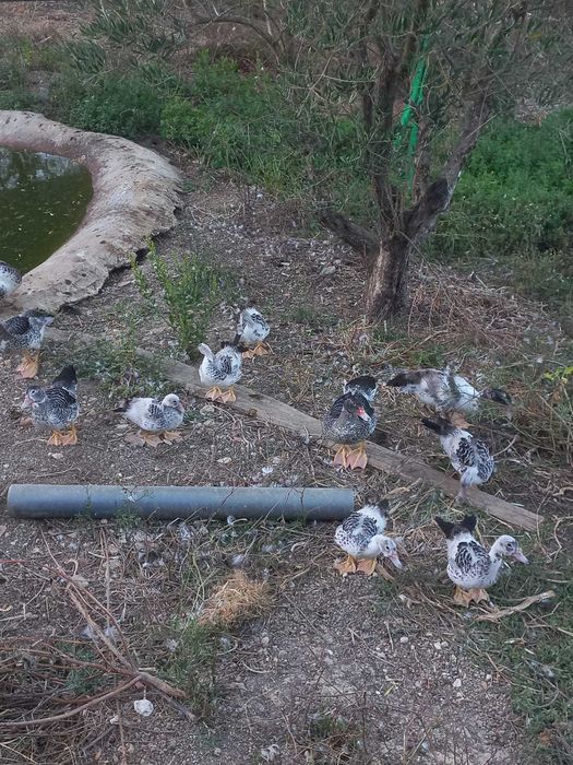 Patos Mudos Criados No Campo, 2 meses