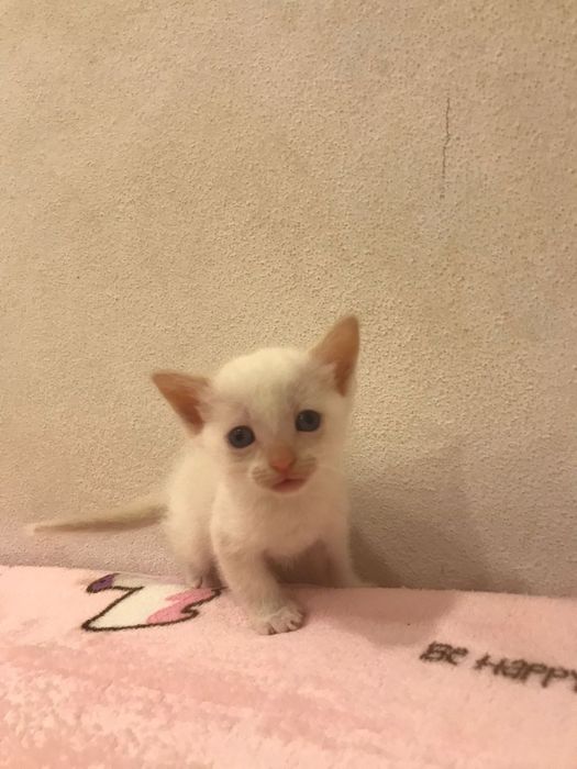 Bolt- gatinho bebé para adoção responsável