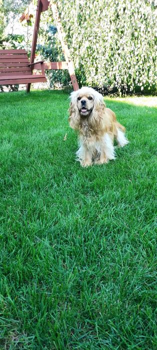 Cockapoo ,mama Cocker spaniel amerykański