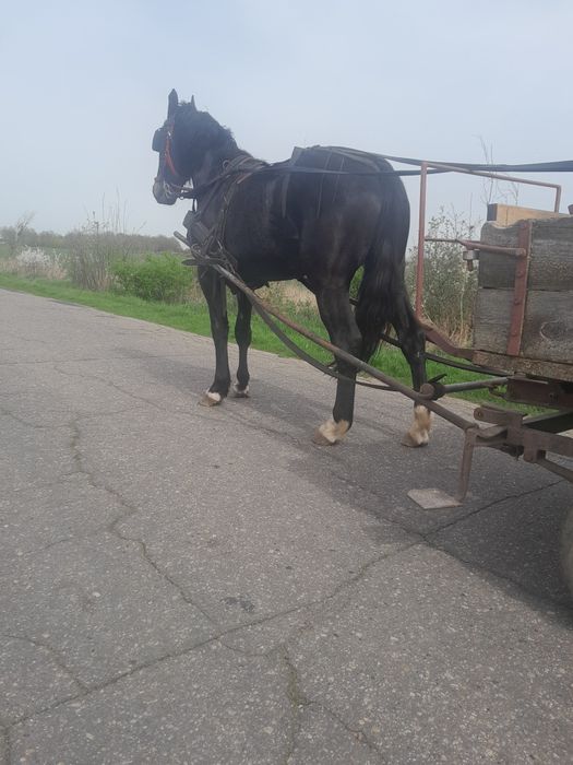 Sprzedam klacz Śląska 4lata