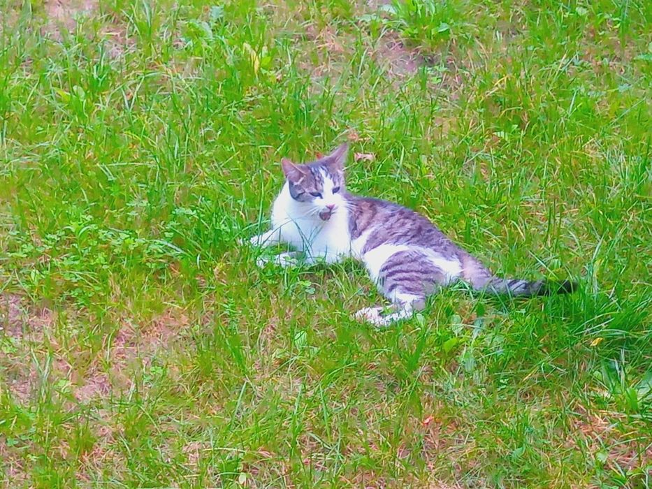 Oddam kota w dobre rece