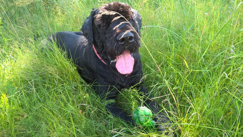 Dyplomowany Behawiorysta - Zoopsycholog dla Twojego psa, Trener psów